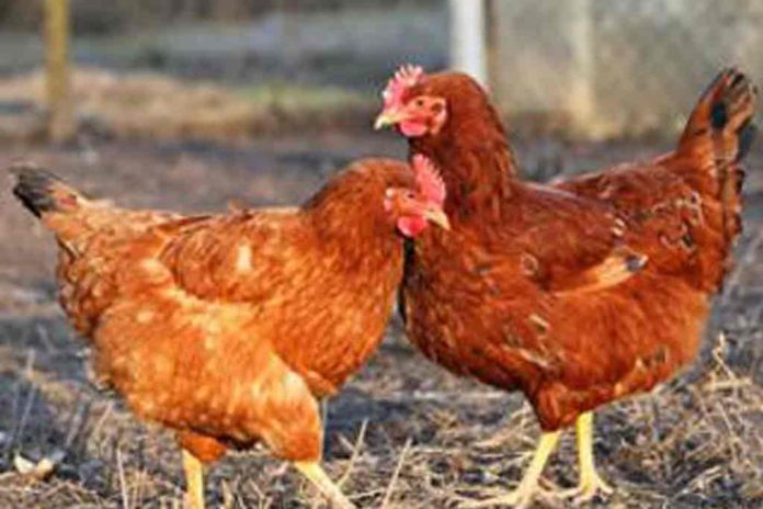 tswana chicken business plan